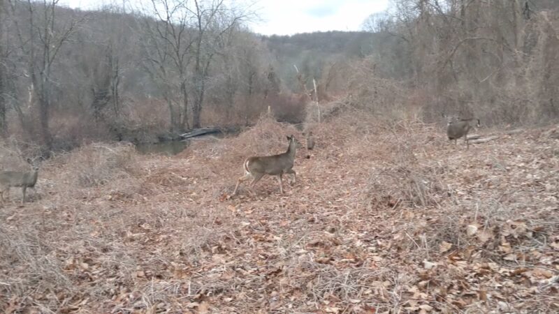 Juhring Nature Preserve - Dobbs Ferry, NY