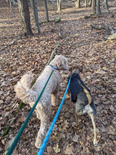 Juhring Nature Preserve - Dobbs Ferry, NY