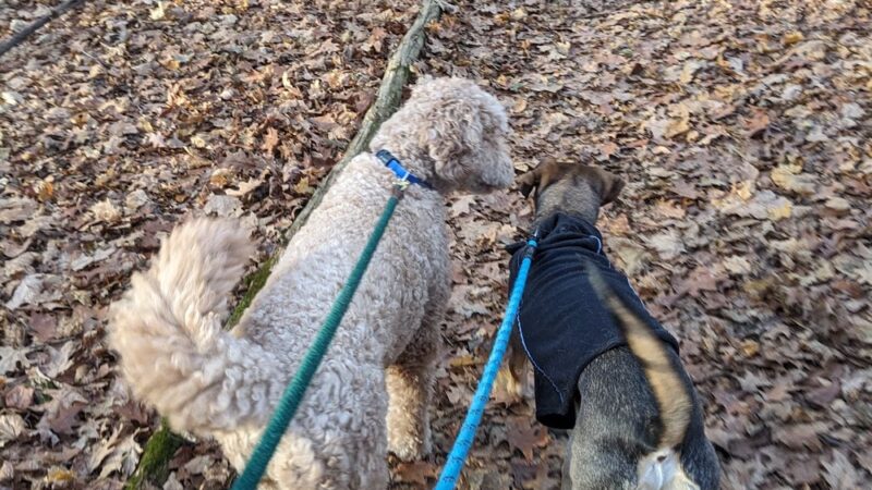 Juhring Nature Preserve - Dobbs Ferry, NY