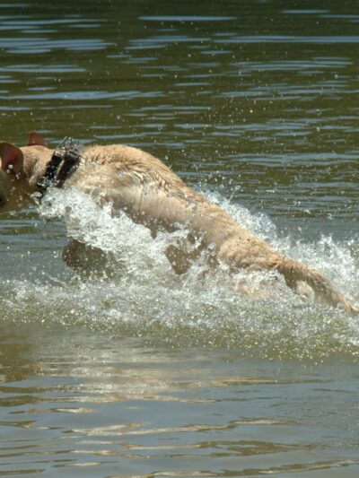 Governor Dodge Pet Swim Area - Dodgeville, WI