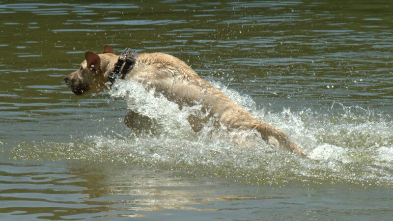 Governor Dodge Pet Swim Area - Dodgeville, WI