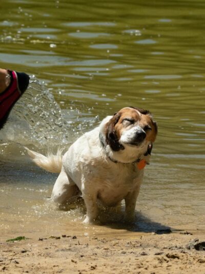 Governor Dodge Pet Swim Area - Dodgeville, WI