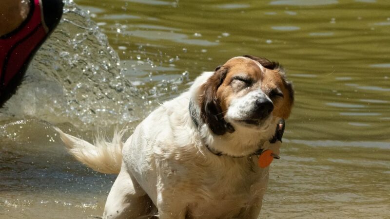 Governor Dodge Pet Swim Area - Dodgeville, WI