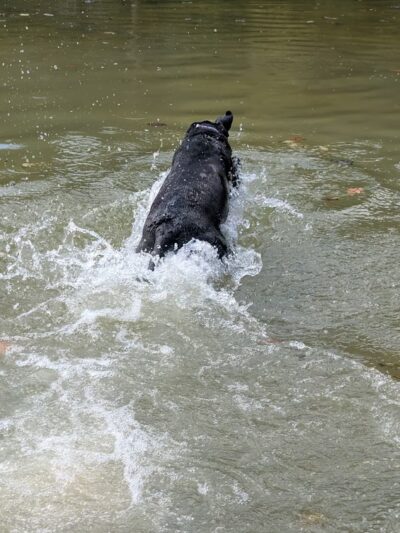 Governor Dodge Pet Swim Area - Dodgeville, WI