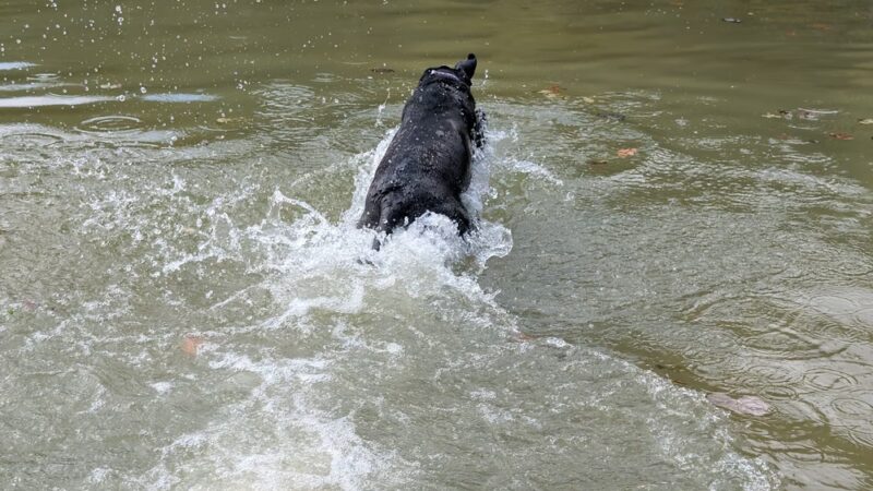 Governor Dodge Pet Swim Area - Dodgeville, WI
