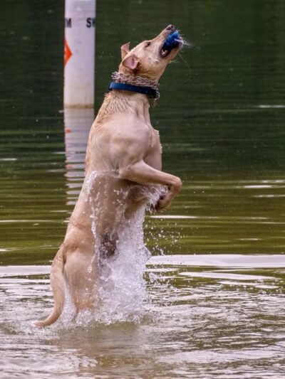 Governor Dodge Pet Swim Area - Dodgeville, WI