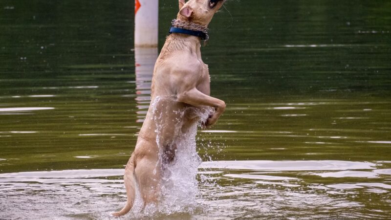 Governor Dodge Pet Swim Area - Dodgeville, WI