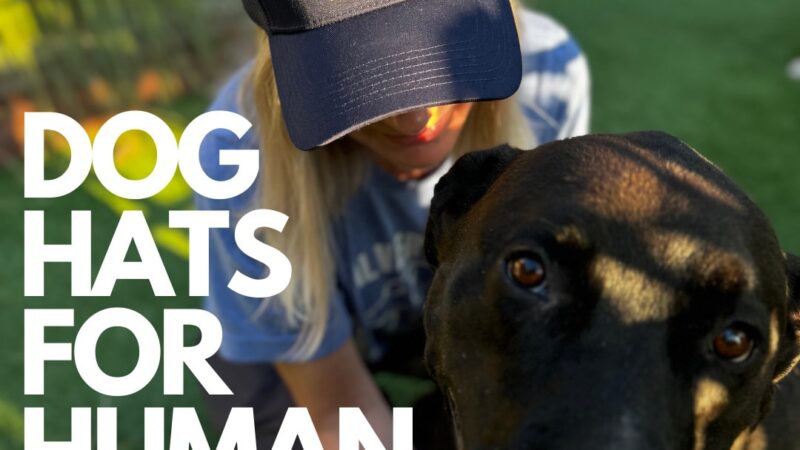 Dog Park Ltd. - ,