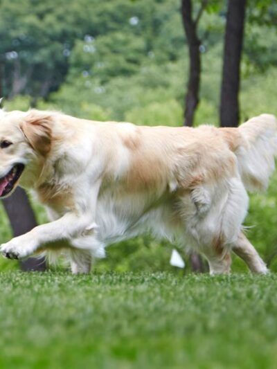 DogWatch of Southern Kentucky - ,