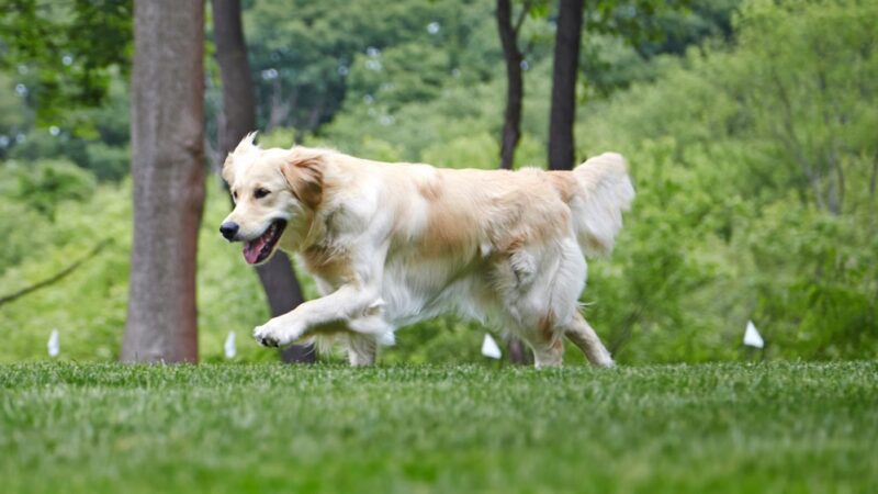 DogWatch of Southern Kentucky - ,