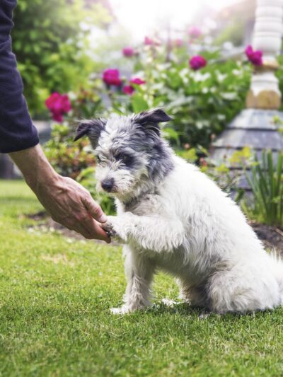 DogWatch of Southern Kentucky - ,