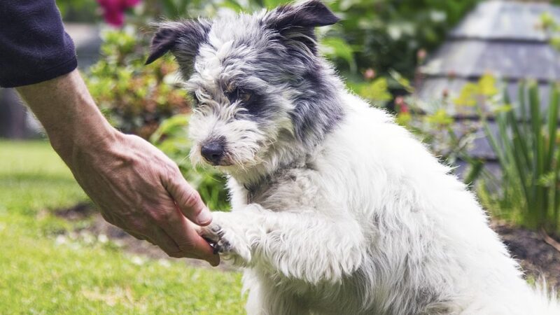 DogWatch of Southern Kentucky - ,