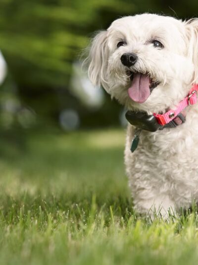 DogWatch of Southern Kentucky - ,