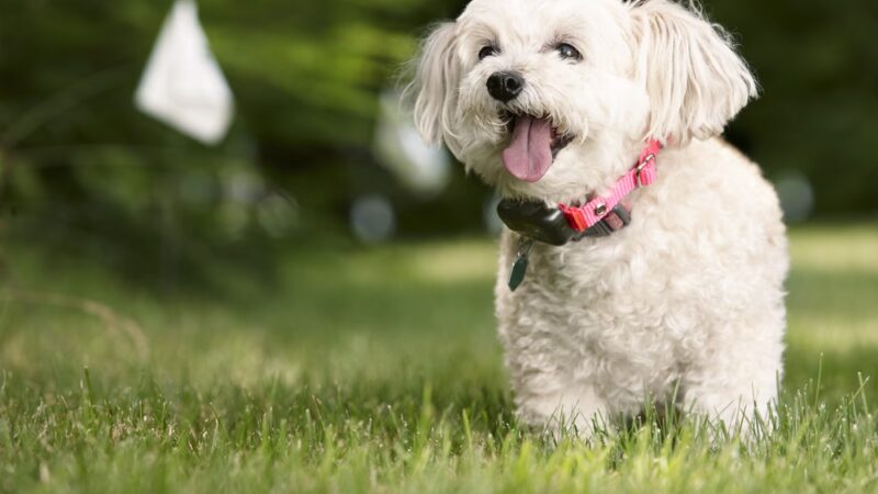 DogWatch of Southern Kentucky - ,