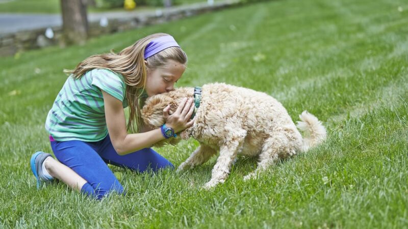 DogWatch of Southern Kentucky - ,