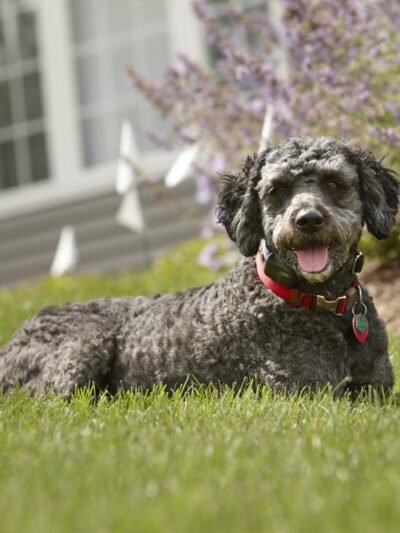 DogWatch of Southern Kentucky - ,