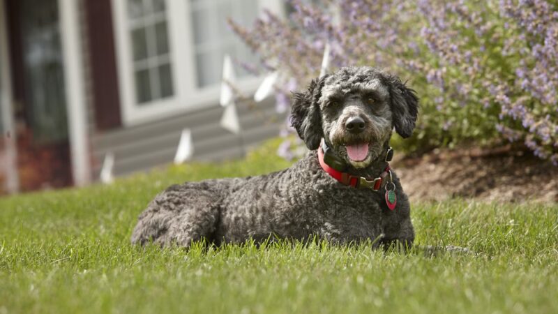 DogWatch of Southern Kentucky - ,