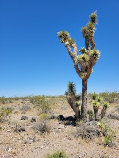 Dolan Springs Trail/Mt. Tipton Wilderness - Dolan Springs, AZ
