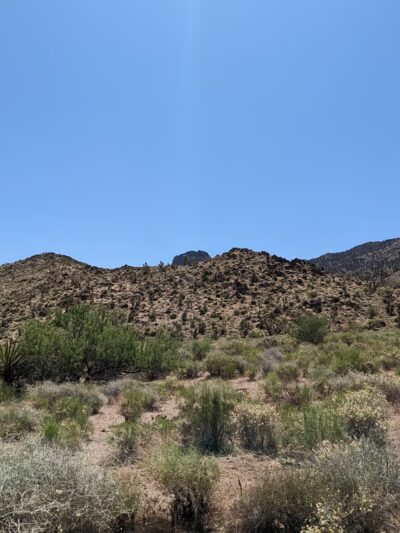 Dolan Springs Trail/Mt. Tipton Wilderness - Dolan Springs, AZ