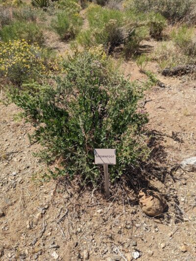 Dolan Springs Trail/Mt. Tipton Wilderness - Dolan Springs, AZ