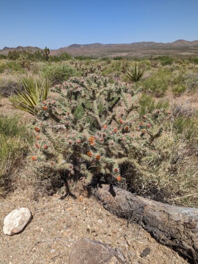 Dolan Springs Trail/Mt. Tipton Wilderness - Dolan Springs, AZ