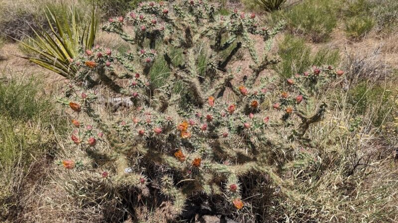 Dolan Springs Trail/Mt. Tipton Wilderness - Dolan Springs, AZ