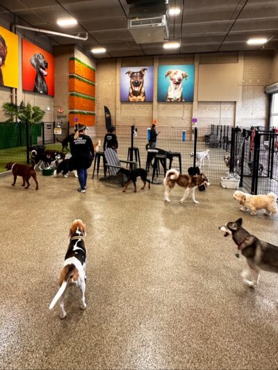 Bark Square - Doral, FL