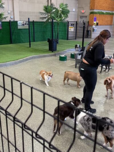 Bark Square - Doral, FL