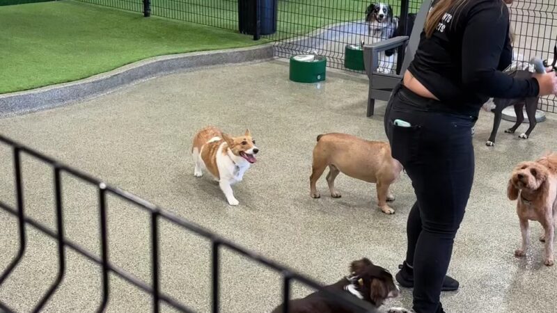 Bark Square - Doral, FL