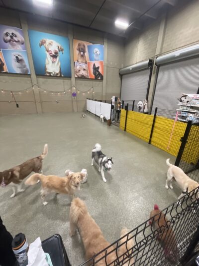 Bark Square - Doral, FL