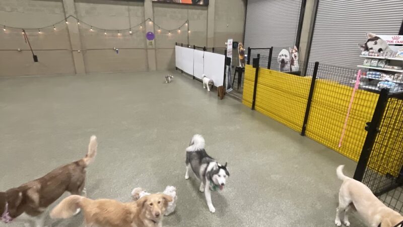 Bark Square - Doral, FL