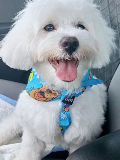 Bark Square - Doral, FL