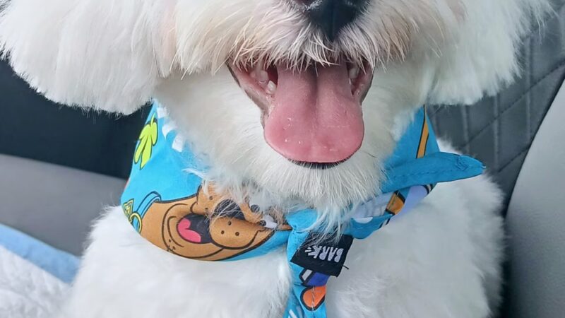 Bark Square - Doral, FL