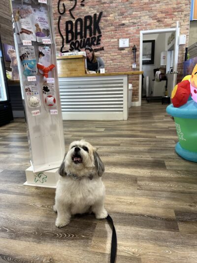 Bark Square - Doral, FL