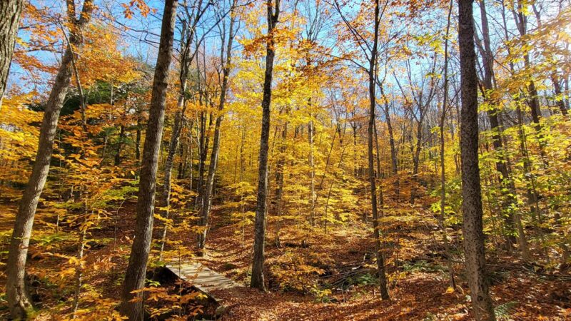 Green Woodlands Foundation - Dorchester, NH
