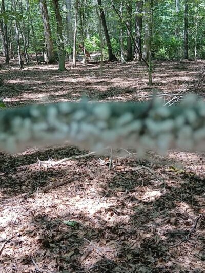 Fork Branch Nature Preserve - Dover, DE