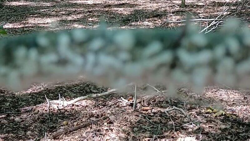 Fork Branch Nature Preserve - Dover, DE