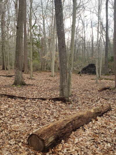 Fork Branch Nature Preserve - Dover, DE