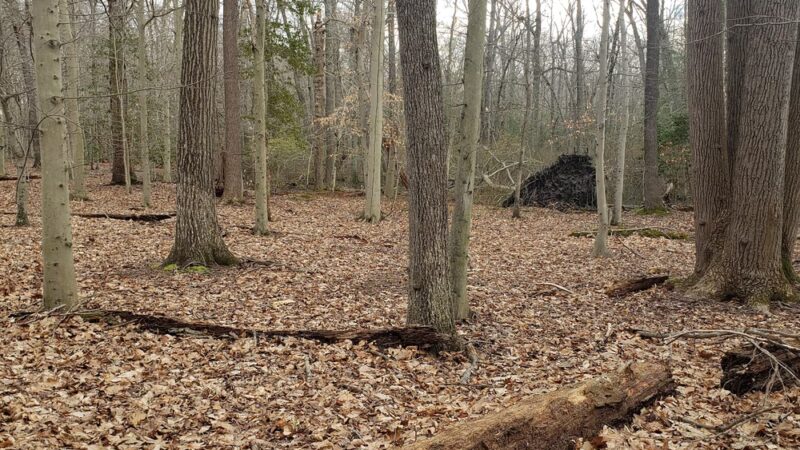 Fork Branch Nature Preserve - Dover, DE