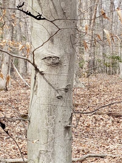 Fork Branch Nature Preserve - Dover, DE