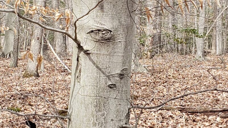 Fork Branch Nature Preserve - Dover, DE