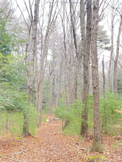 Chase Woodlands Parking Area - Dover, MA