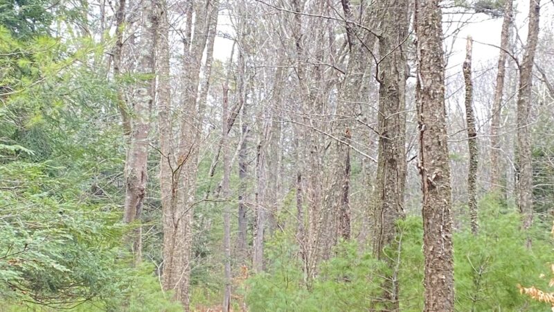 Chase Woodlands Parking Area - Dover, MA