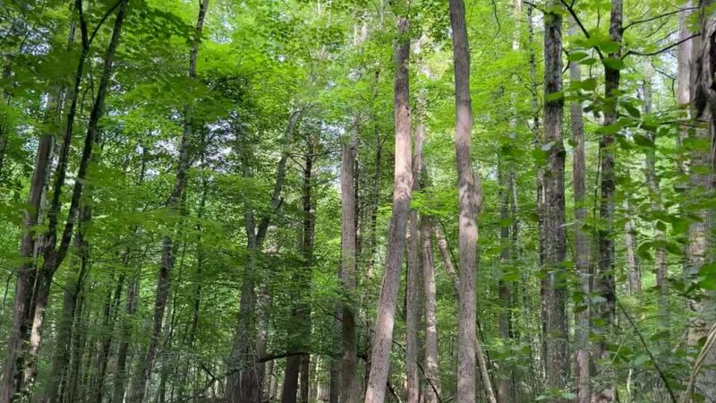 Chase Woodlands Parking Area - Dover, MA