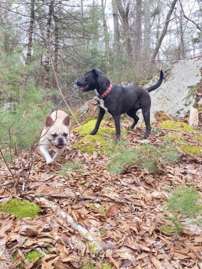 Chase Woodlands Parking Area - Dover, MA