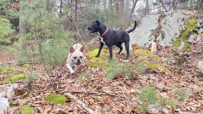 Chase Woodlands Parking Area - Dover, MA