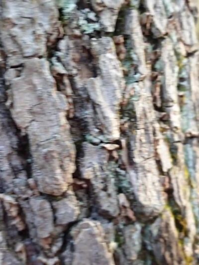 Noanet Woodlands - Dover, MA
