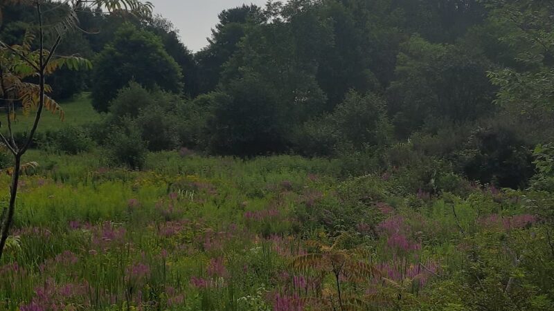 Jim Schug Trail - Dryden, NY