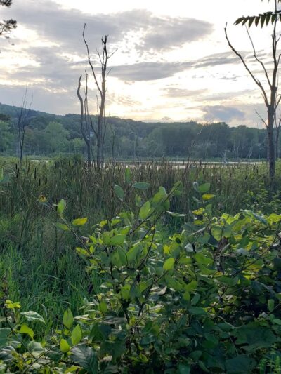 Jim Schug Trail - Dryden, NY