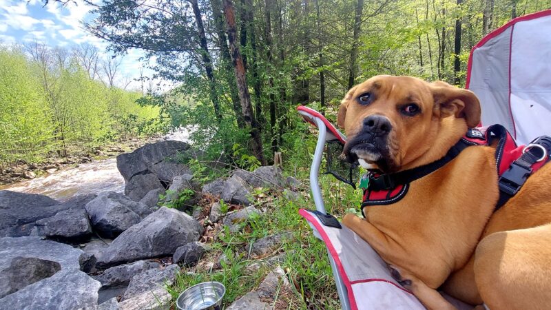 Red Creek Trailhead - Dryfork, WV